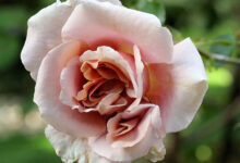 Photo of Ароматный латте: наслаждение каждый день