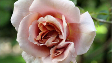 Photo of Ароматный латте: наслаждение каждый день