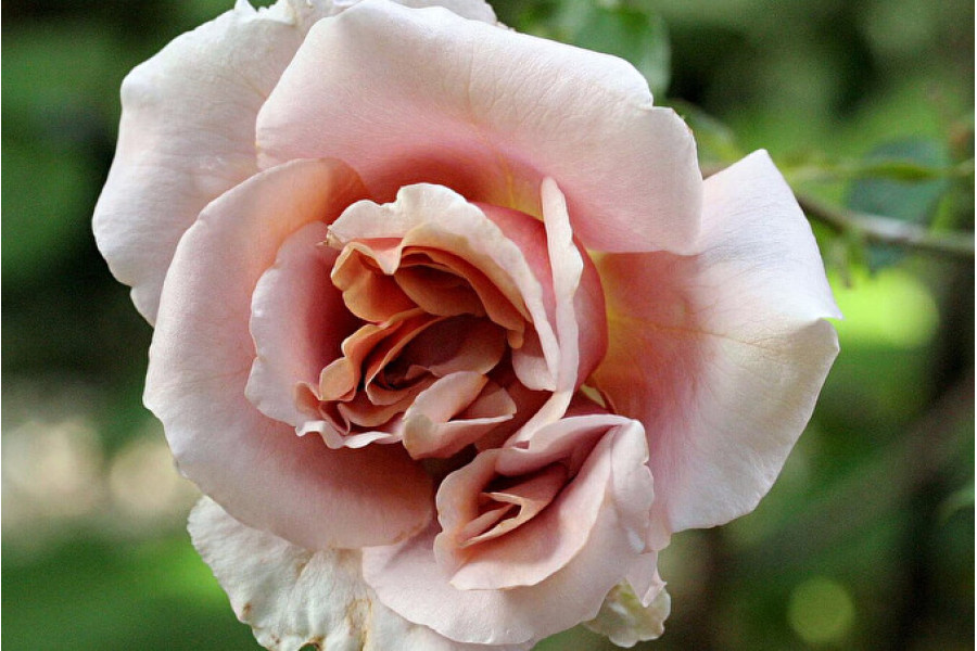 Фото 29 — Ароматный латте: наслаждение каждый день